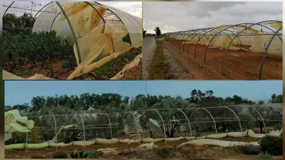 البقالطة ..الرياح العاتية تتسبب في تلف البيوت المكيفة  وأضرار مادية كبيرة للفلاحين